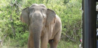 Natur und Kultur in Sri Lanka – Von den Leoparden des Yala Nationalparks in den Bauch von Colombo Sri Lanka