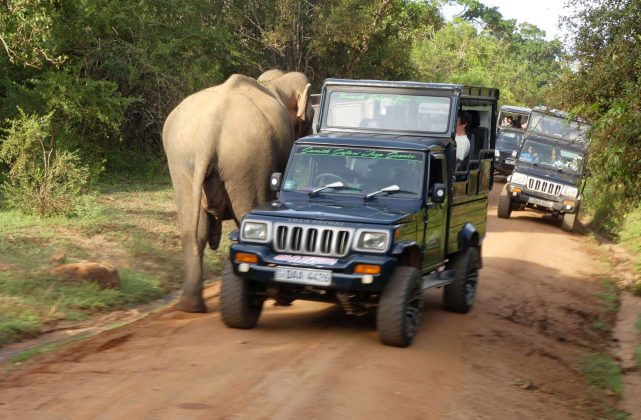 Der Yala Nationalpark von Sri Lanka.