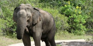 Fotoreportage: Im Yala Nationalpark von Sri Lanka Der Yala Nationalpark von Sri Lanka.
