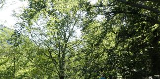 Auf in den Wald und die Freiluft-Ausstellung „Re:Generation. Klimawandel im grünen Welterbe – und was wir tun können“