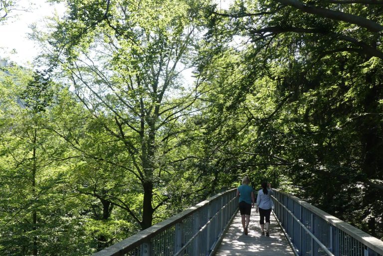 Auf in den Wald und die Freiluft-Ausstellung „Re:Generation. Klimawandel im grünen Welterbe – und was wir tun können“