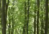 Gefilme und Gespräche: Deutschlands alte Buchenwälder – Der Dokumentarfilm „15 Jahre Welterbe Buchenwälder“ von Chris Keller