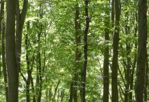 Gefilme und Gespräche: Deutschlands alte Buchenwälder – Der Dokumentarfilm „15 Jahre Welterbe Buchenwälder“ von Chris Keller