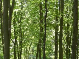 Gefilme und Gespräche: Deutschlands alte Buchenwälder – Zum Dokumentarfilm „15 Jahre Welterbe Buchenwälder“ von Chris Keller soll im Filmmuseum Potsdam in Kürze Premiere gefeiert werden
