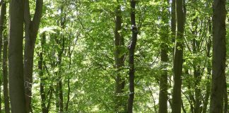 Gefilme und Gespräche: Deutschlands alte Buchenwälder – Zum Dokumentarfilm „15 Jahre Welterbe Buchenwälder“ von Chris Keller soll im Filmmuseum Potsdam in Kürze Premiere gefeiert werden