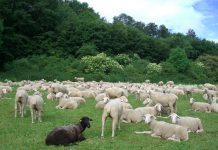 Die Ausstellung „Wolle. Seide. Widerstand.“ im Museum Angewandte Kunst in Frankfurt am Main aus Spaß an der Freud ansehen