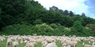 Wer wird „das Schwarze Schaf“ 2020?