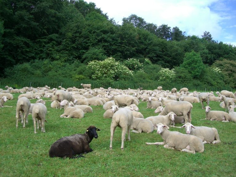 Wer wird „das Schwarze Schaf“ 2020?