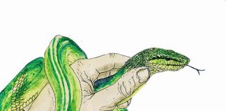 Bruno Manser – eine Stimme des Regenwaldes