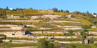 Junger Wein und Triebe – Eine Verkostung in der Landesvertretung Sachsen-Anhalt in Berlin