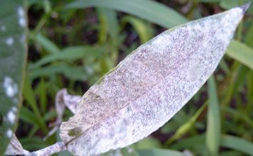 Musik statt Mehltau! – Den musikalischen Nachwuchs in deutschen Landen fördern und nicht das Singen und Musizieren verbieten!