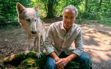 Wölfe breiten sich in deutschen Landen aus und das ZDF zeigt „Hannes Jaenicke im Einsatz für den Wolf“