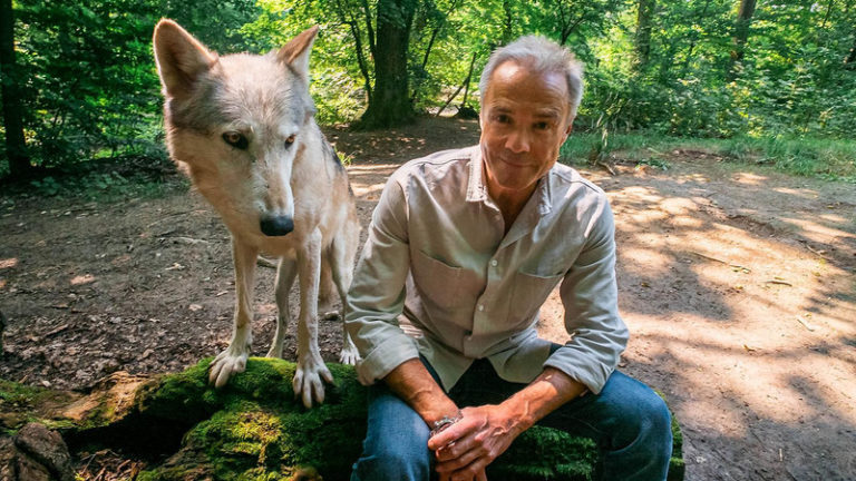 Wölfe breiten sich in deutschen Landen aus und das ZDF zeigt „Hannes Jaenicke im Einsatz für den Wolf“