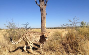 Tierfilme von und mit Bernhard Grzimek für die ganze Familie – Die Dokumentarfilme „Kein Platz für wilde Tiere“ und „Serengeti darf nicht sterben“