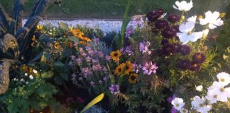 Im Park Sanssouci blühen nicht nur Blumen Potsdamer Schlössernacht 2023 im August - es blüht im Park.