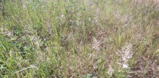 „Relatives“, die erste Retrospektive zum Werk von Lois Weinberger