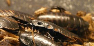 „‚OVO‘, die Arena-Show von Cirque du Soleil“ oder Wäre diese Kacke der Kulturindustrie ohne den Schabernack der Schaben das Wahre, Gute und Schöne?