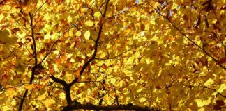 Ein Vortrag zur Geschichte Büchens 1961 bis 1971 von Dr. Heinz Bohlmann Ein Vortrag zur Geschichte Büchens in den 60ern fand ebendort in Büchen statt. Der Name kommt von "Boken", Buche. Dieser Baum befindet sich zehnblättrig auch im Wappen.