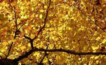 Ein Vortrag zur Geschichte Büchens 1961 bis 1971 von Dr. Heinz Bohlmann Ein Vortrag zur Geschichte Büchens in den 60ern fand ebendort in Büchen statt. Der Name kommt von "Boken", Buche. Dieser Baum befindet sich zehnblättrig auch im Wappen.
