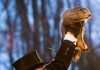 Sechs weitere Wochen Winter – Die Prophezeiung von Punxsutawney Phil