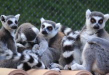 Lemuren oder Skulpturen? – Der Berliner Skulpturenfund, eine Sonderausstellung des Museums Petri Berlin