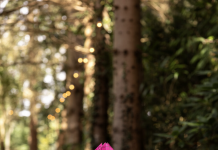 Macht hoch die Tür, die Tor macht weit – Zwei Adventskalender wie ein rosaroter Panther