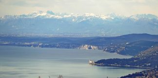 Meereslebewesen – Ein Roman und ein Sachbuch mit gleicher Hauptfigur: Triest