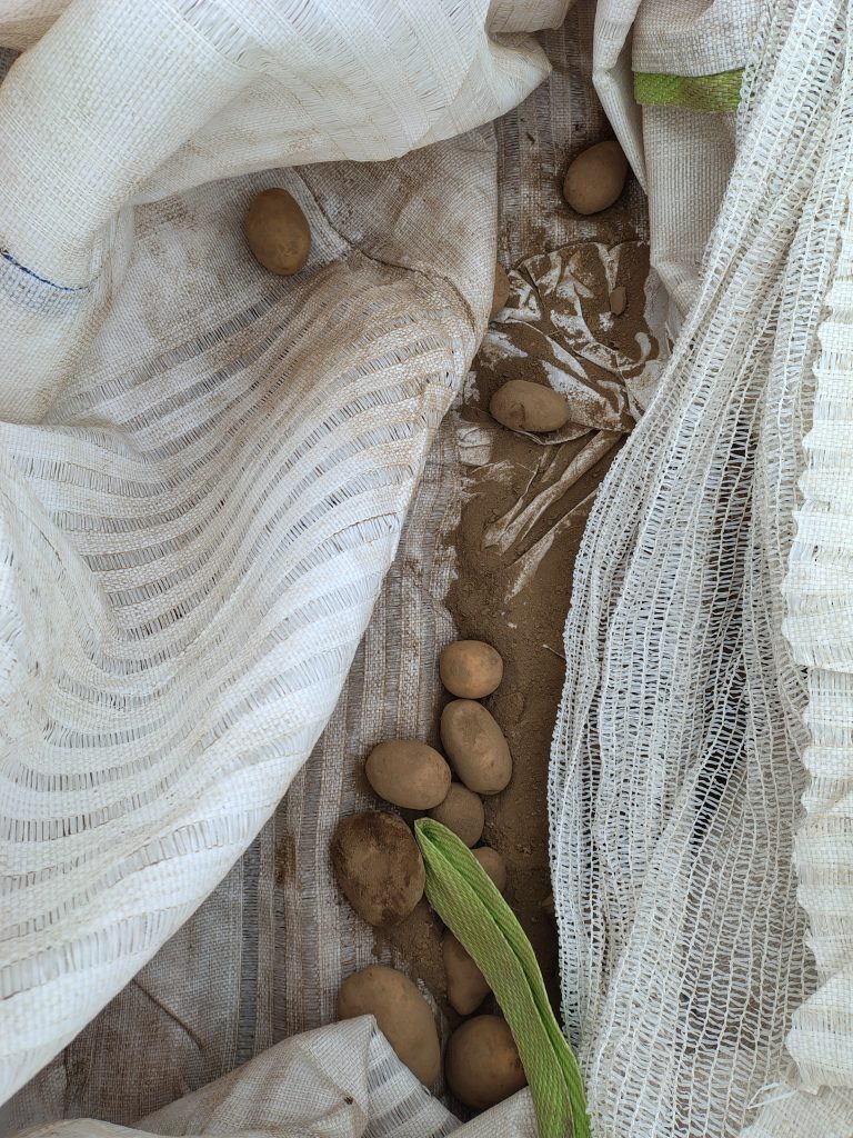 100 Jahre Internationale Grüne WOCHE (IGW), 4 Millionen Kilogramm (kg) Kartoffeln, das sind 4000 Tonnen für alle Berliner und die, die nach Berlin kommen. Ein Jubiläumsgeschenk.