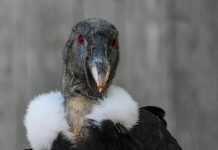 „Die drei Tage des Condor“