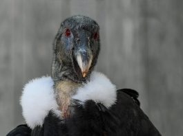 „Die drei Tage des Condor“