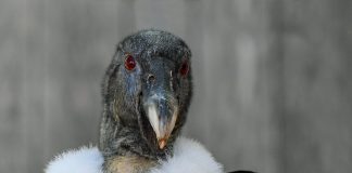 „Die drei Tage des Condor“