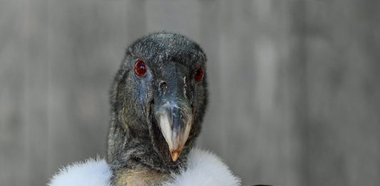 „Die drei Tage des Condor“